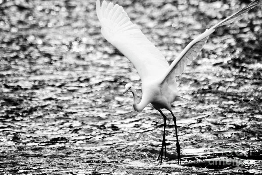 Great Egret Taking Off Photograph by Charline Xia