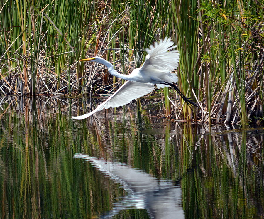 Great Egret Taking Off Photograph by Mike Stanfield