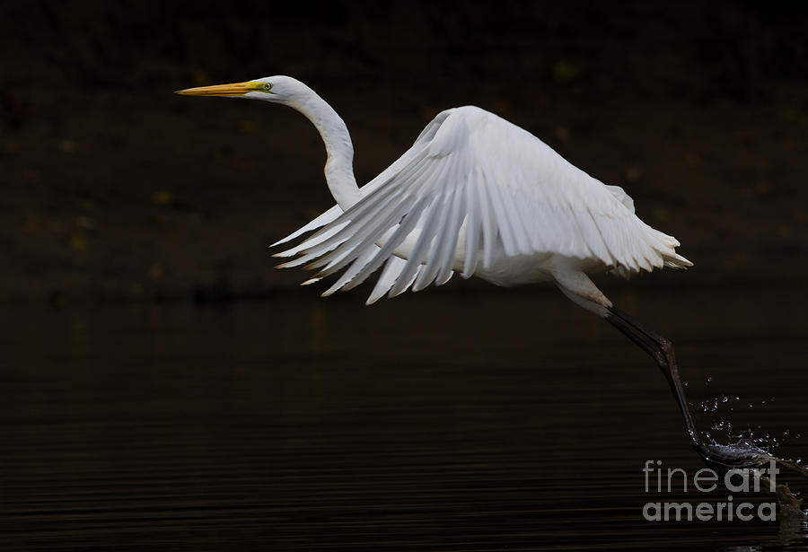 Great Egret the Fifth Photograph by Douglas Stucky