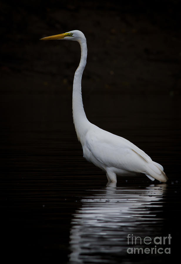 Great Egret the Fourth Photograph by Douglas Stucky