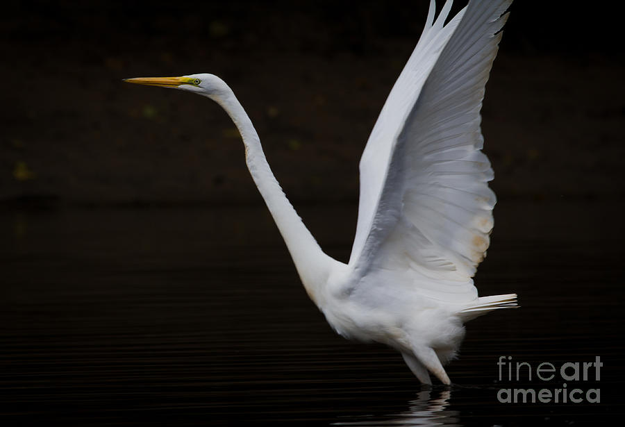 Great Egret the second. Photograph by Douglas Stucky