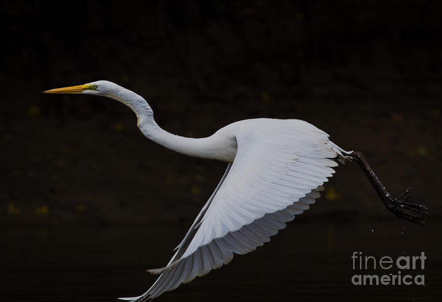 Great Egret the third. Photograph by Douglas Stucky