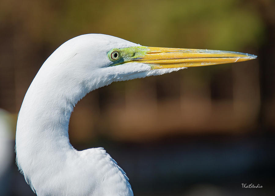 Great Egret Photograph by Tim Kathka
