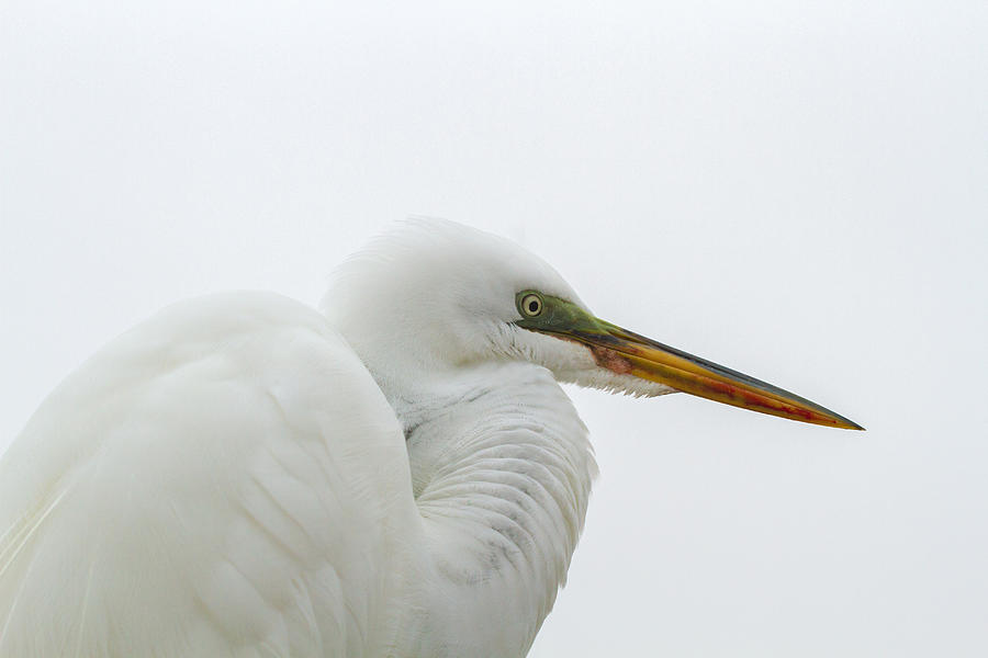 Great Egret Photograph by Toni Thomas