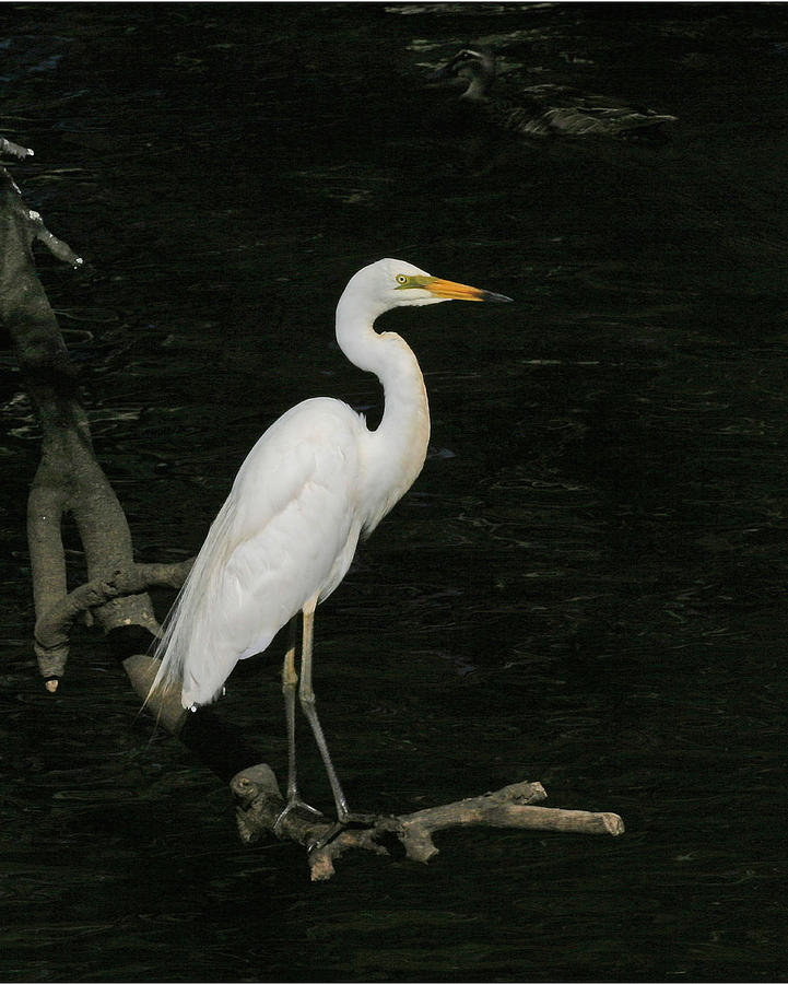 Great Egret Photograph by Tony Brown