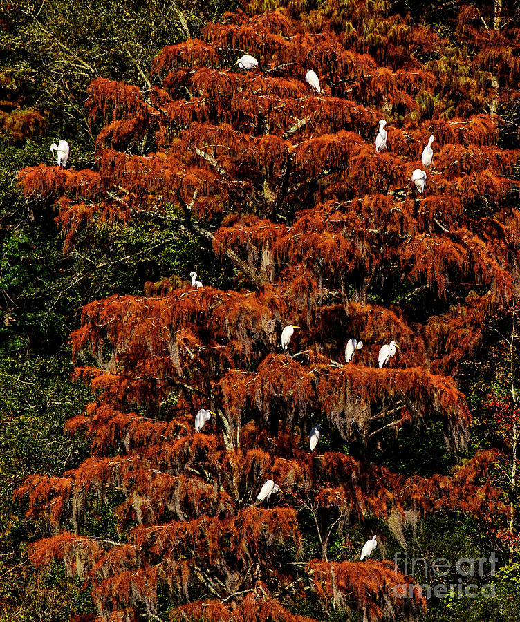 Great Egret Tree Photograph by DJA Images