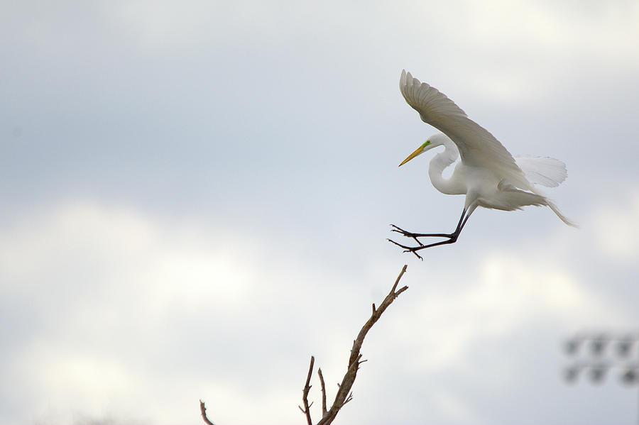 Great Egret Treetop Landing Photograph