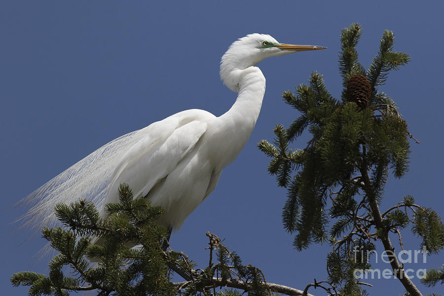 Egret Photograph - Great Egret by Ursula Lawrence