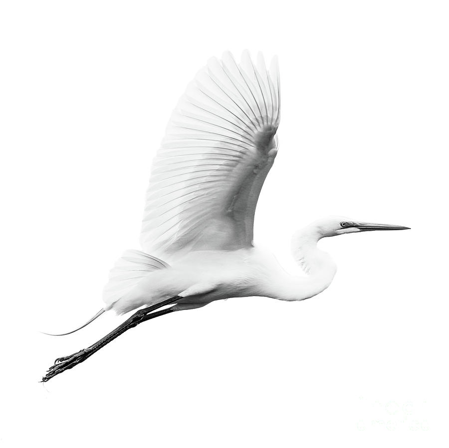 Great Egret V Photograph by Abeselom Zerit - Fine Art America