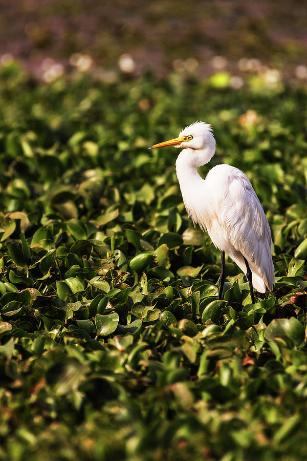 Great Egret  Photograph by Vishwanath Bhat