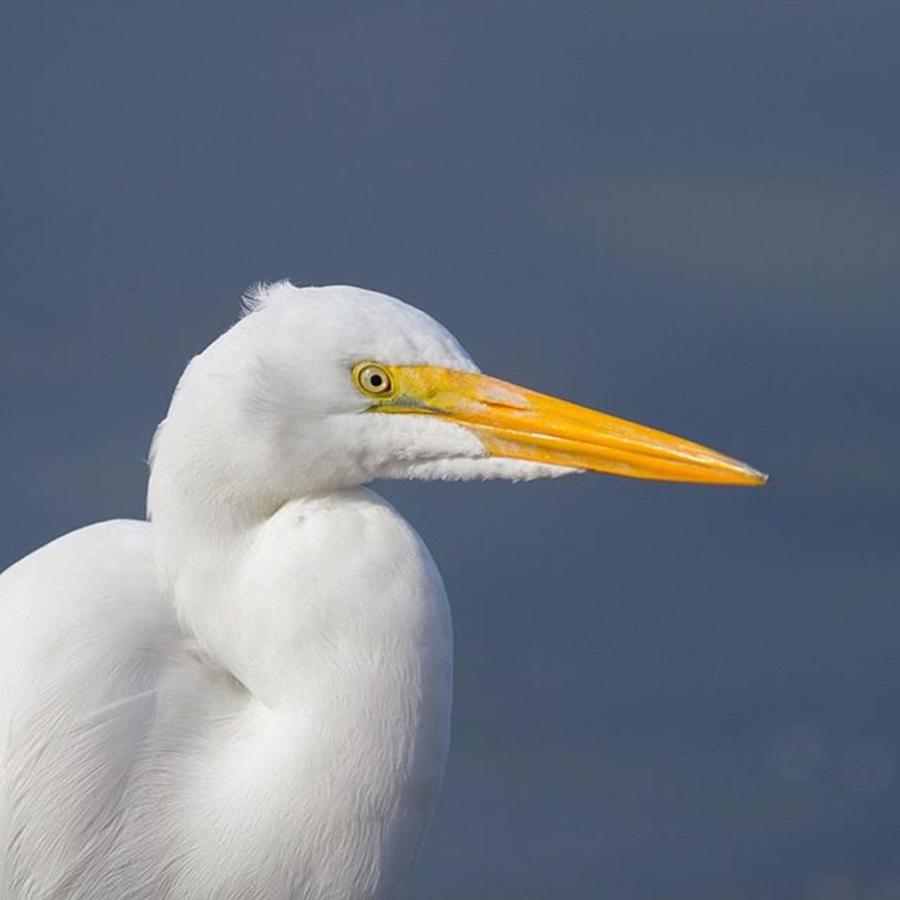 Great Egret  #wildlife_seekers Photograph by Nickolas Thurston