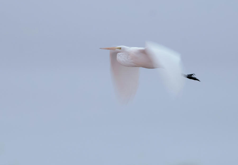Great Egret Wing Blur 7008-021318-1cr Photograph by Tam Ryan