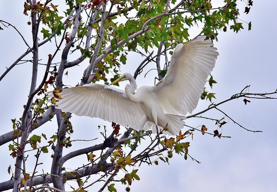 Great Egret Wing Spread In Tree I  Photograph by Linda Brody