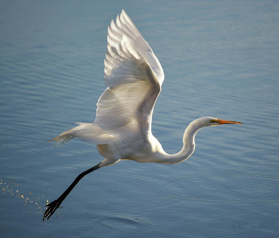Great Egret Wings Aloft Photograph