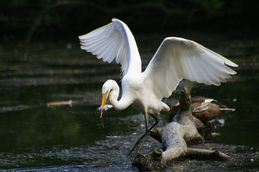 Great Egret with baby Striped Bass Photograph by Christopher J Kirby
