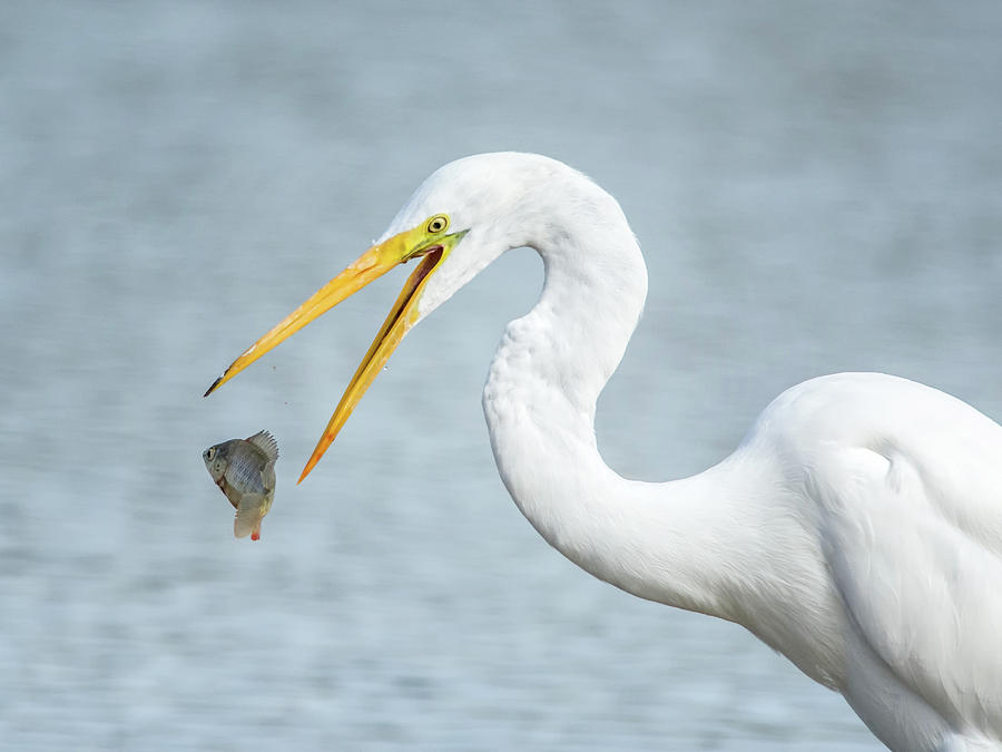 Great Egret with Fish 1076-111217-1 Photograph by Tam Ryan
