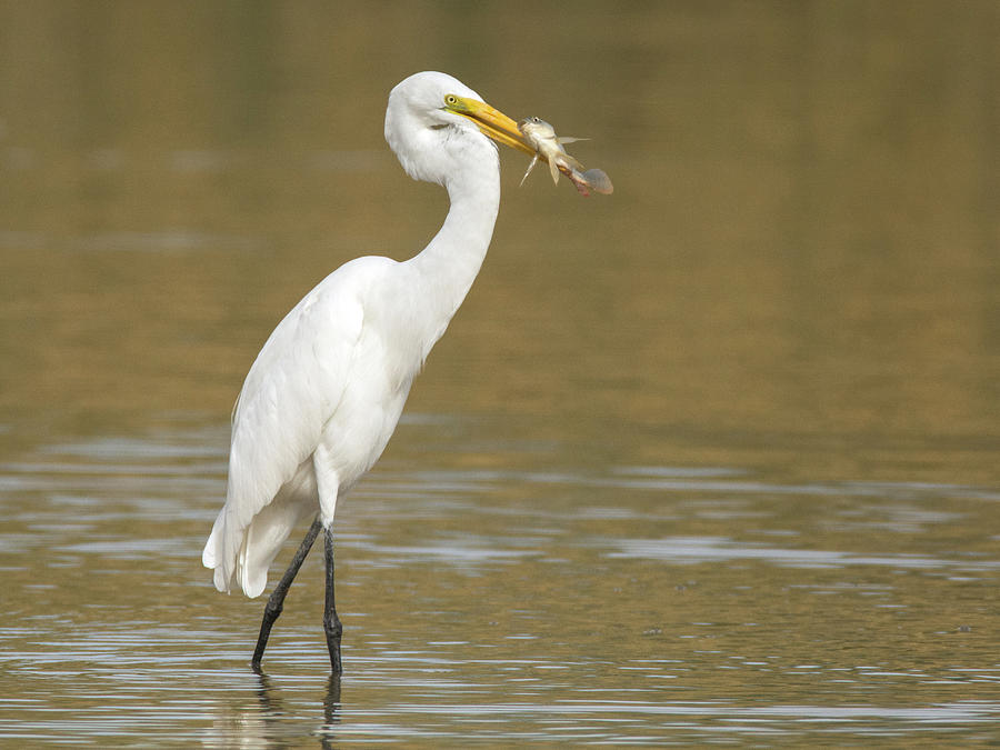 Great Egret with Fish 1356-111317-1cr Photograph by Tam Ryan