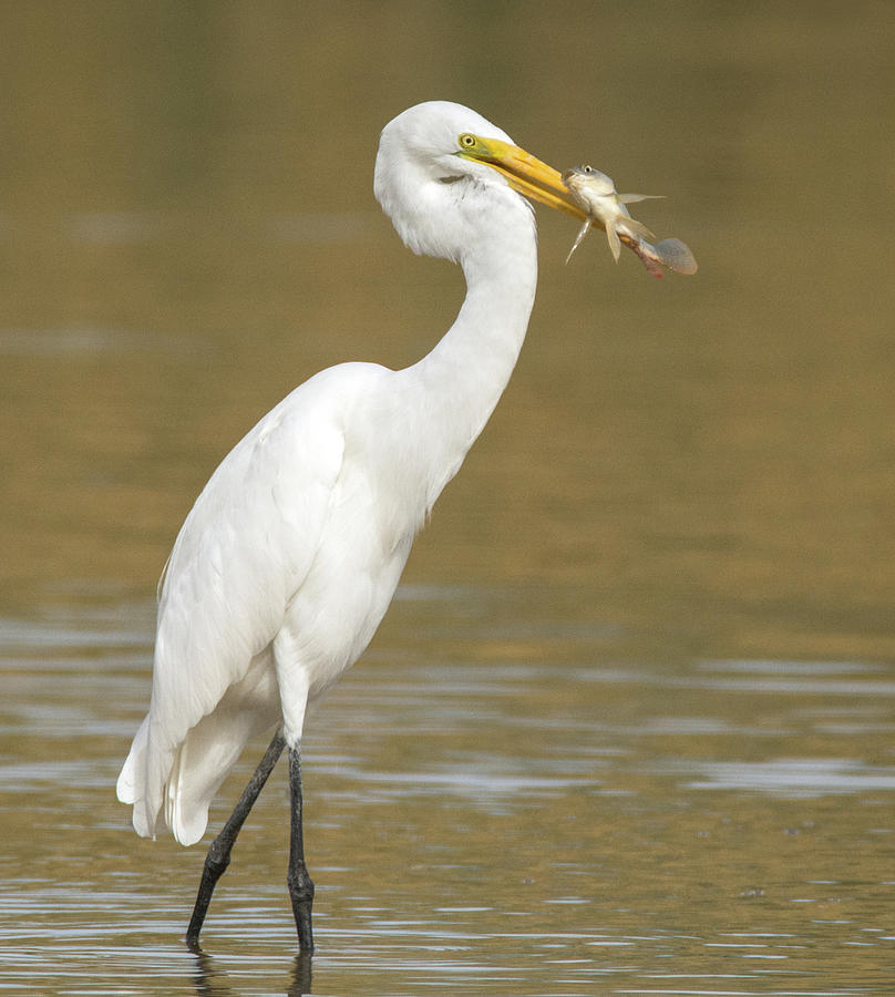 Great Egret with Fish 1356-111317-2cr Photograph by Tam Ryan