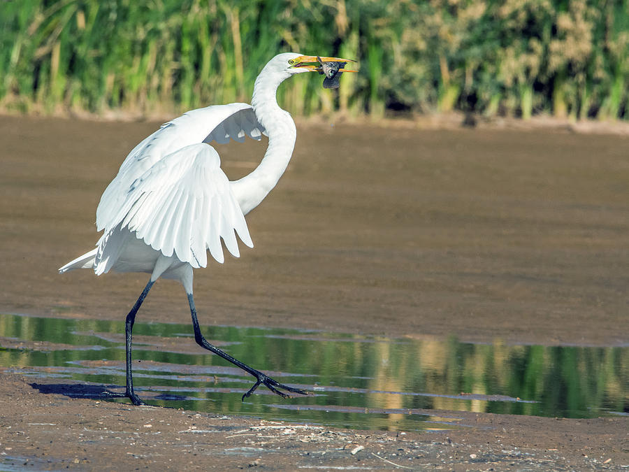 Great Egret with Fish 9480-120317-1cr Photograph by Tam Ryan