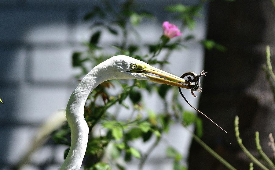 Great Egret With Fresh Lunch 2 Photograph by Linda Brody