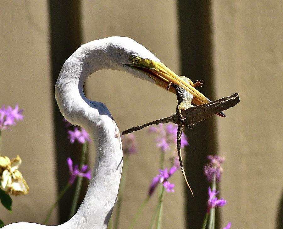 Great Egret with Lizard Who is Holding onto Wood Photograph by Linda Brody