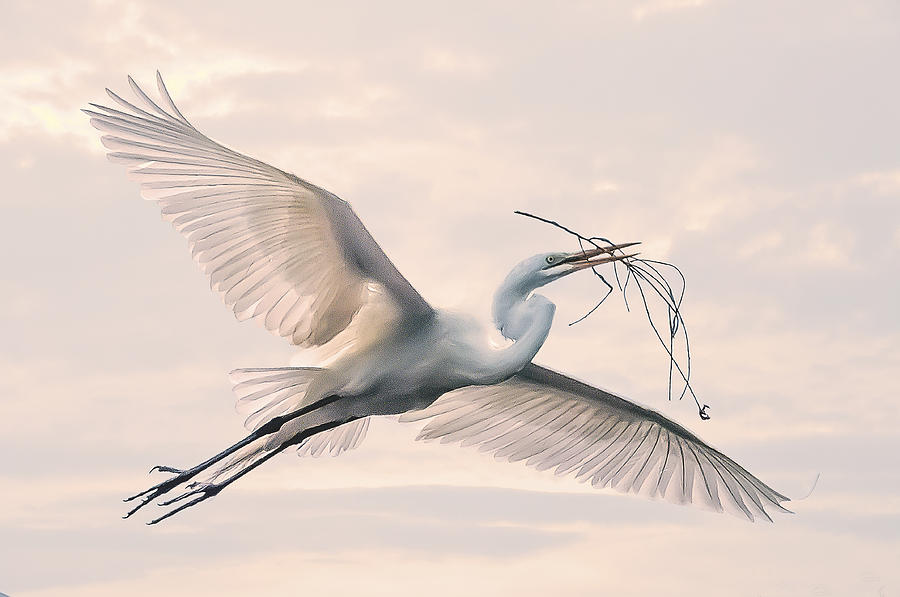 Great Egret with nesting material Photograph by Brian Tarr