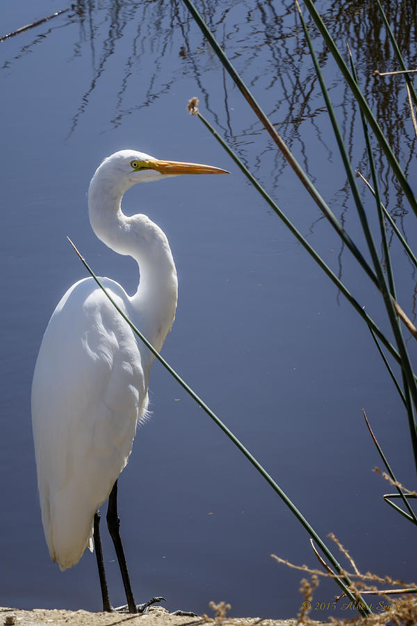 Great Egret with Reeds Photograph by Albert Seger