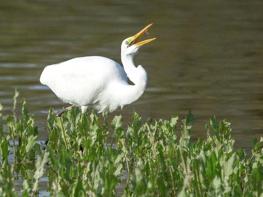 Great Egret with Snack Photograph by Tam Ryan