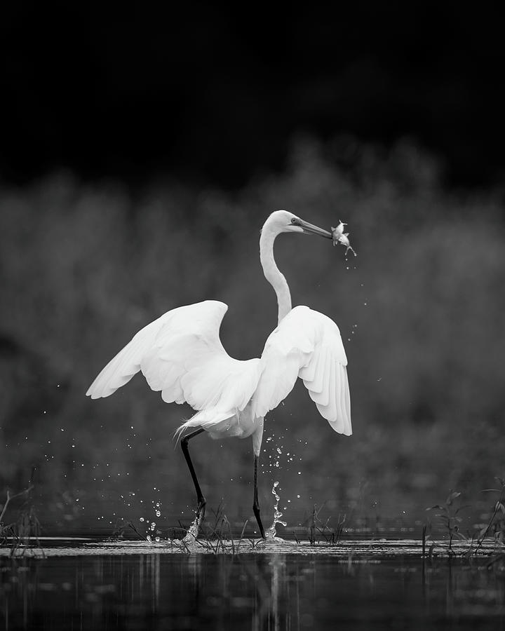 Great Egret with Two Fish Photograph by Jeff Phillippi