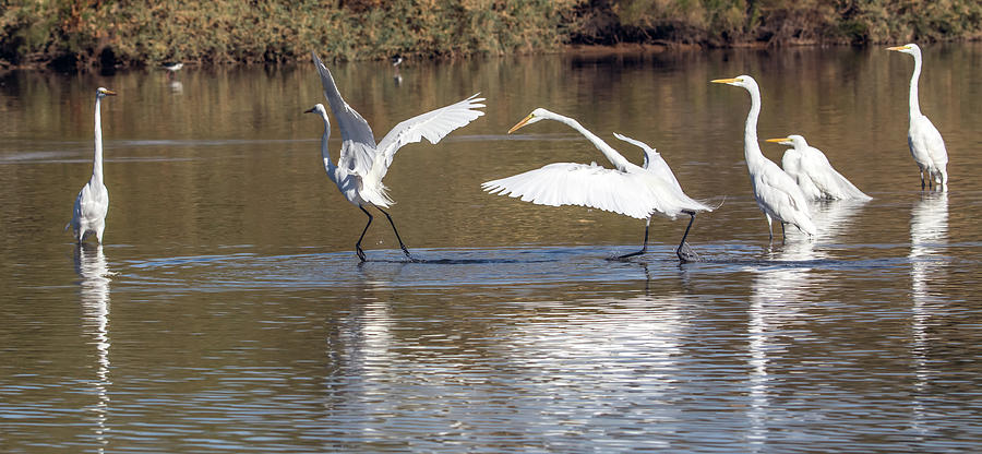 Great Egrets 1065-010518-2cr Photograph by Tam Ryan