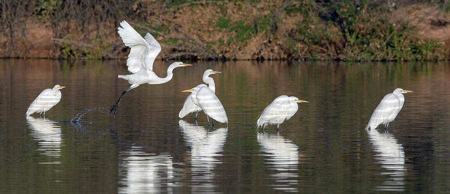 Great Egrets 1489-011718-1cr Photograph by Tam Ryan