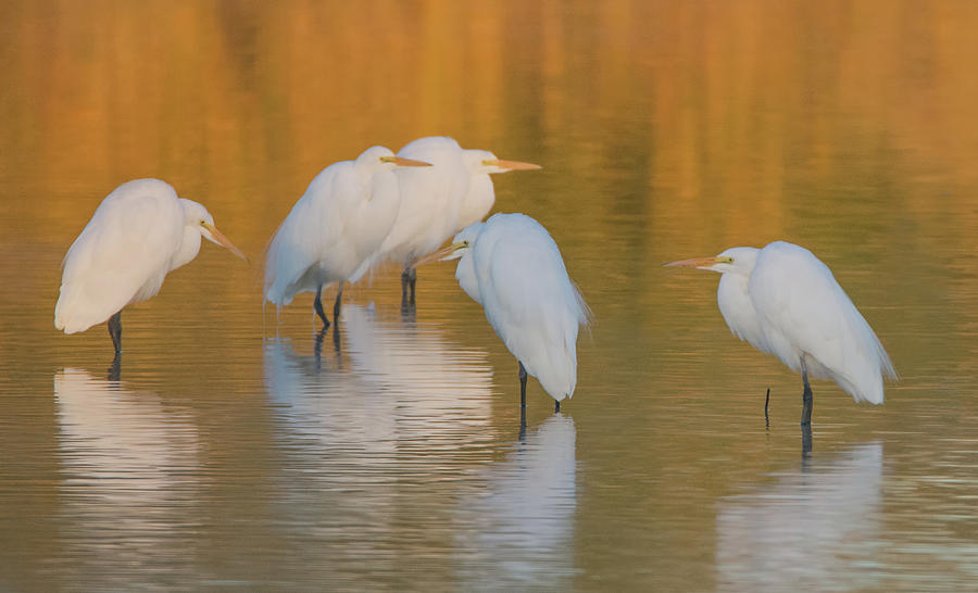 Great Egrets 3593-012418-1cr Photograph by Tam Ryan