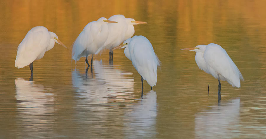 Great Egrets 3593-012418-2cr Photograph by Tam Ryan
