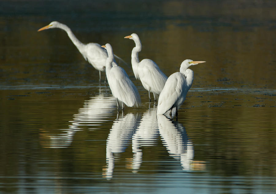 Great Egrets 4303-012718-1cr Photograph by Tam Ryan