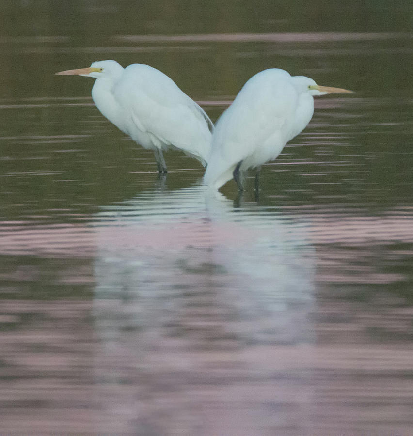 Great Egrets 4447-012818-1cr Photograph by Tam Ryan