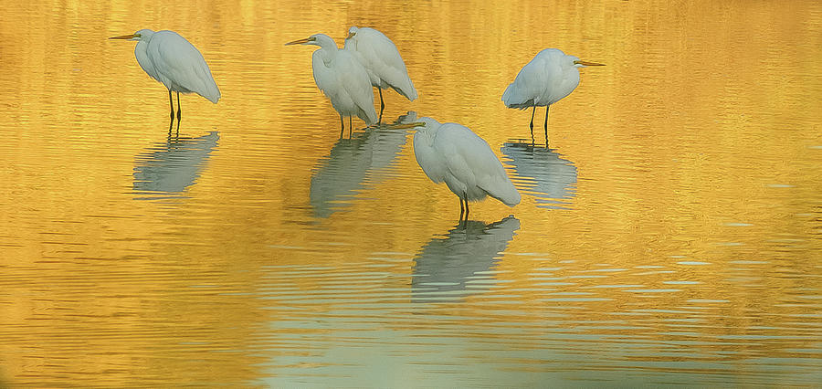 Bird Photograph - Great Egrets 5005-112813-4cr by Tam Ryan