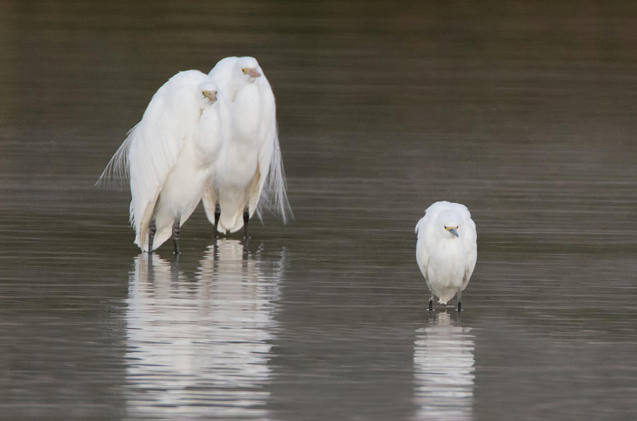 Great Egrets and Snowy Egret 2824-012318-1cr Photograph by Tam Ryan