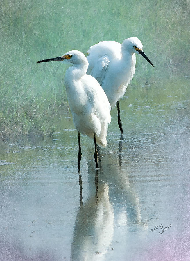 Great Egrets Photograph by Betty LaRue