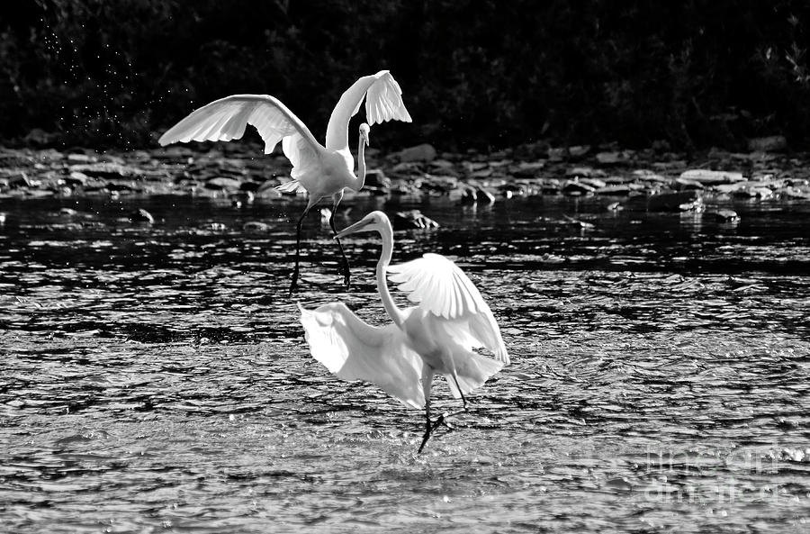 Great Egrets Dancing Photograph by Charline Xia