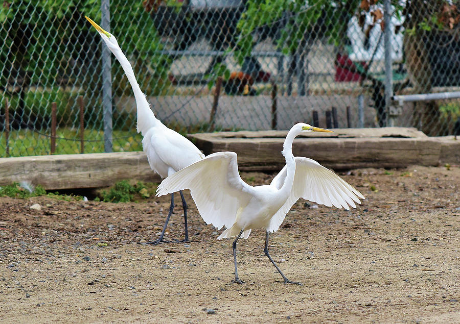 Great Egrets Feel Like Dancing Yeah Photograph by Linda Brody