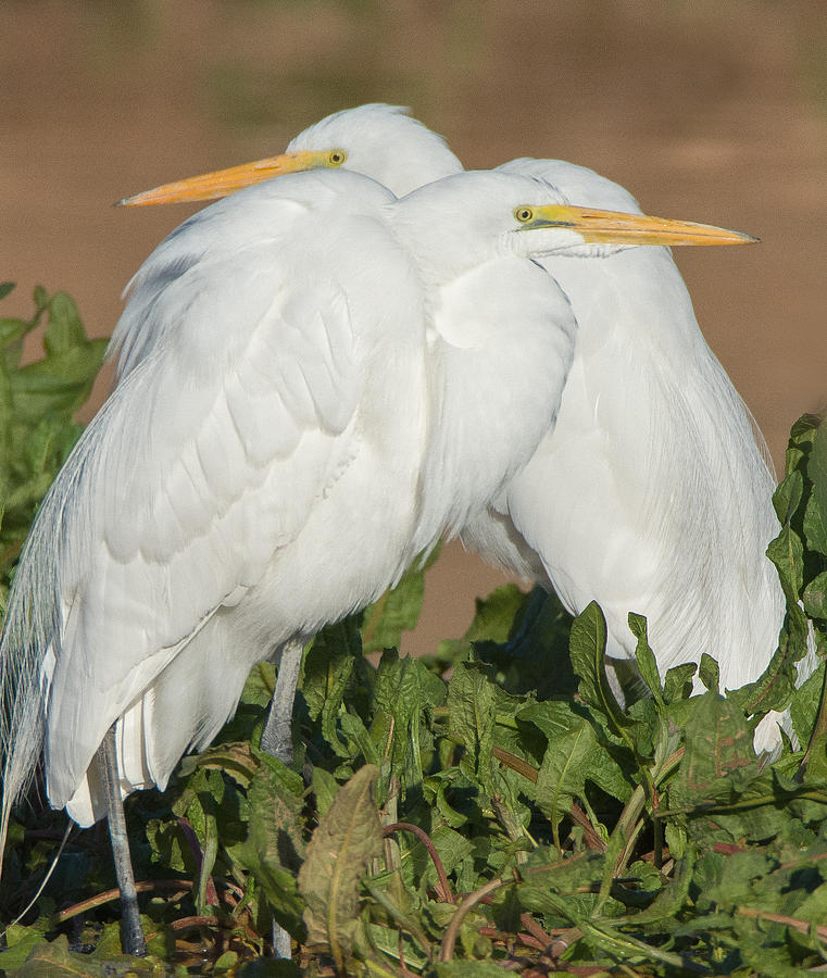 Great Egrets Huddle Photograph by Tam Ryan