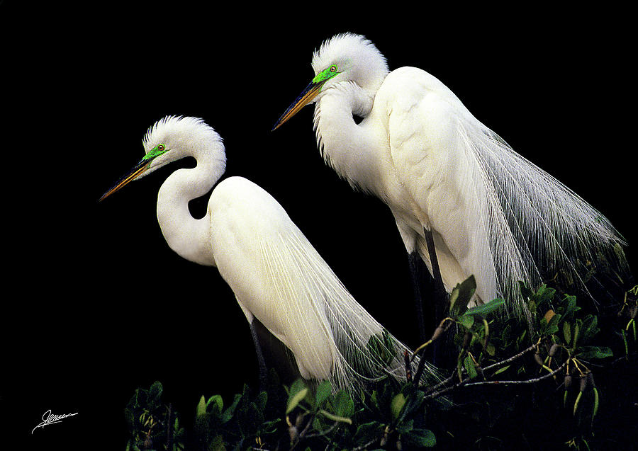 Great Egrets in Breeding Plumage Photograph by Phil Jensen