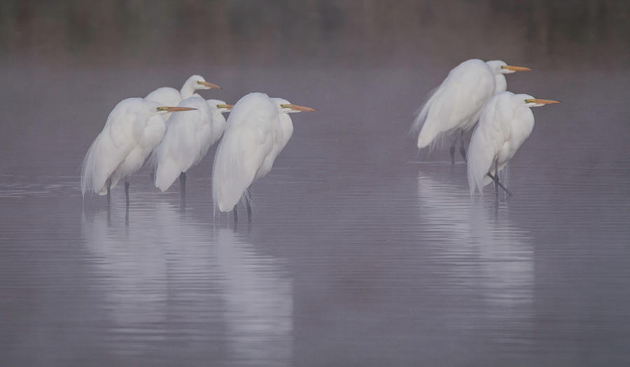 Great Egrets in the Mist 1966-012118-2cr Photograph by Tam Ryan