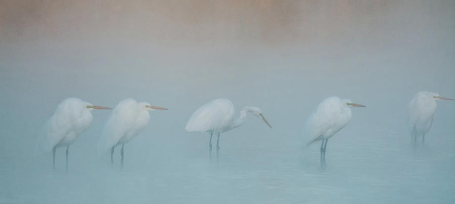 Nature Photograph - Great Egrets in the Mist 1998-012118-1cr by Tam Ryan