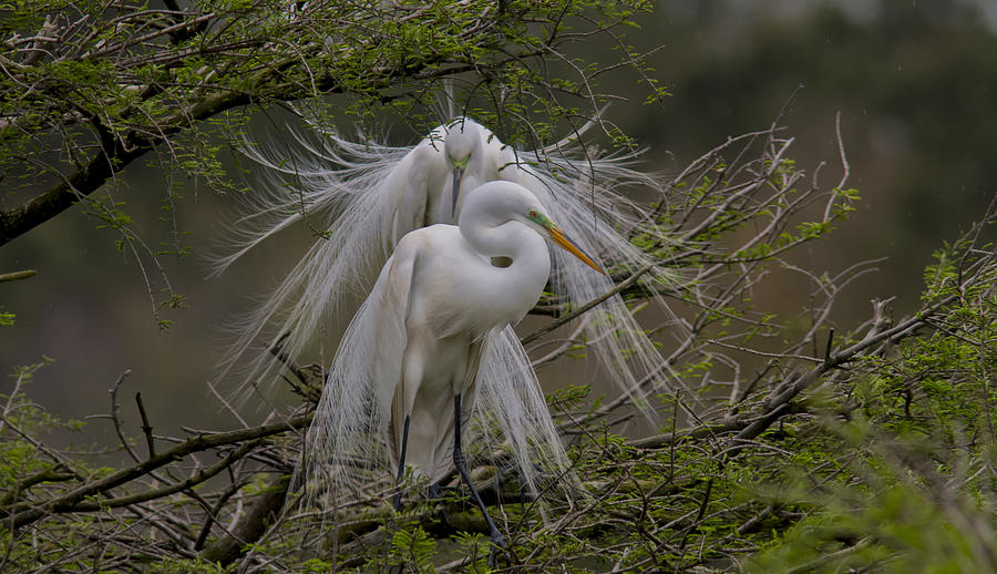 Bird Photograph - Great Egrets by Mary Ellen Urbanski