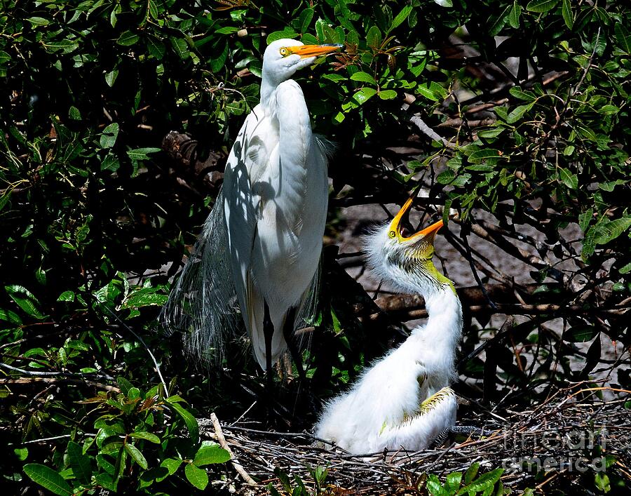 Great Egrets on the Nest Photograph by Steve Brown