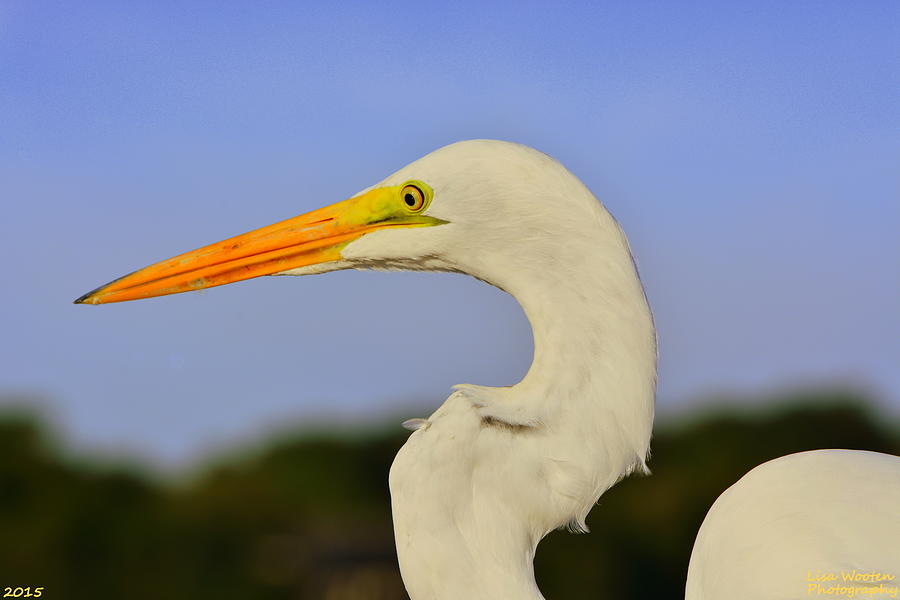 Great Egrets Profile Picture Photograph by Lisa Wooten