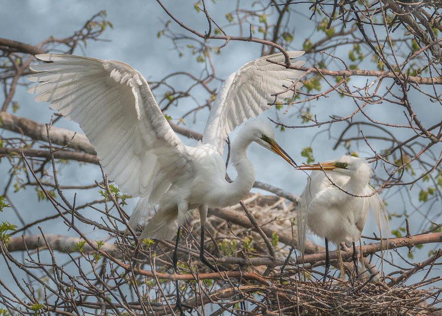 Great Egrets Sharing Sticks Photograph by Patti Deters