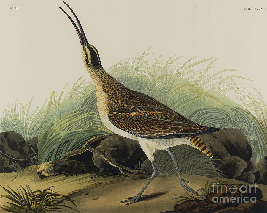 Great Esquimaux Curlew, 1835 Painting by John James Audubon