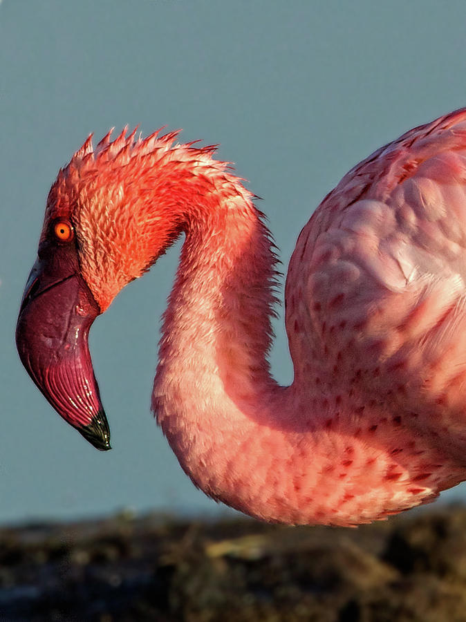 Great Flamingo at Lake Nakuru Photograph by Steven Upton